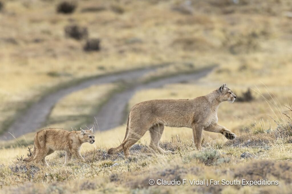 puma photography tours workshops patagonia