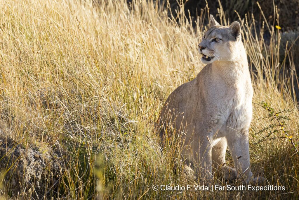 puma photography tours workshops patagonia