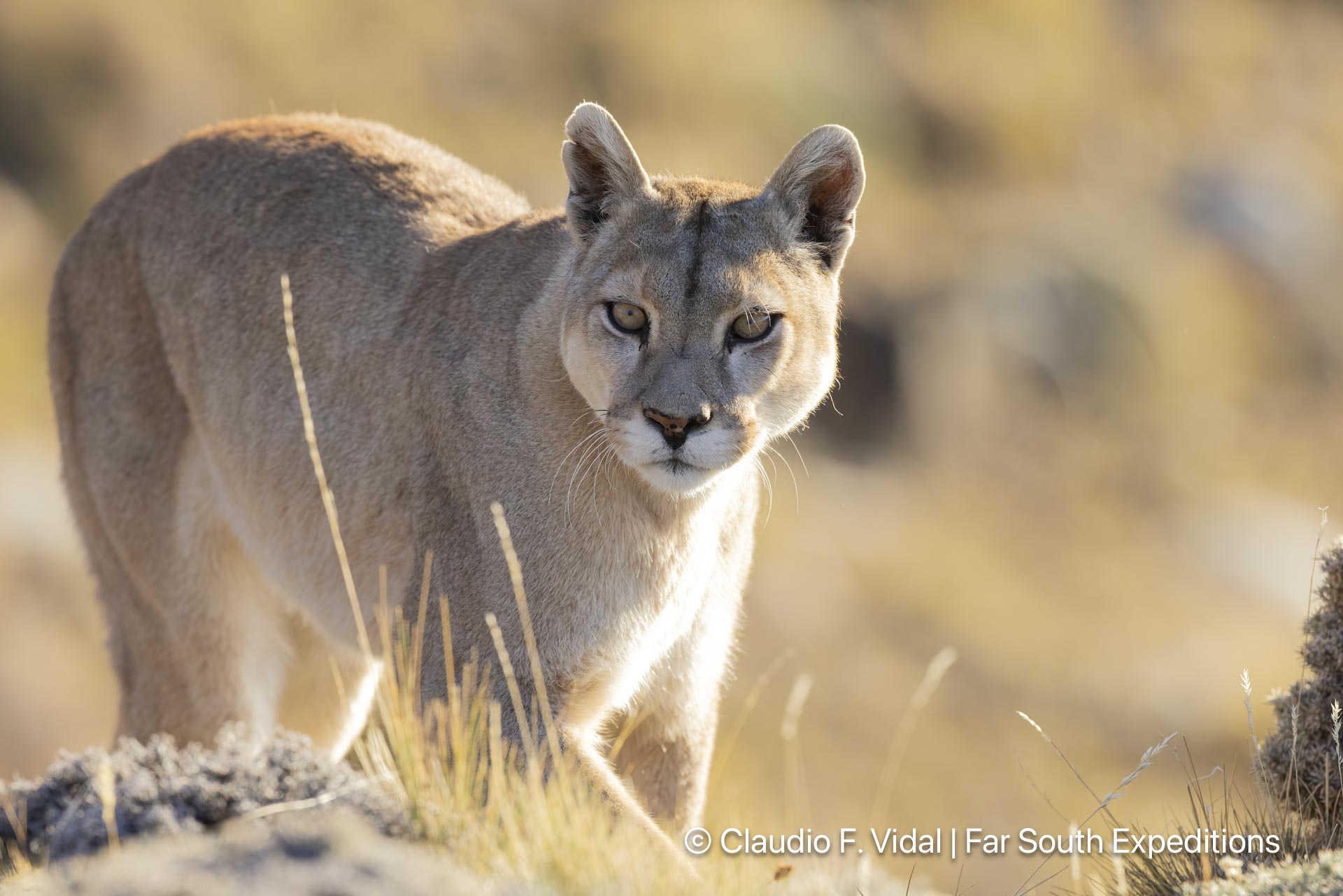 puma photography tours workshops patagonia