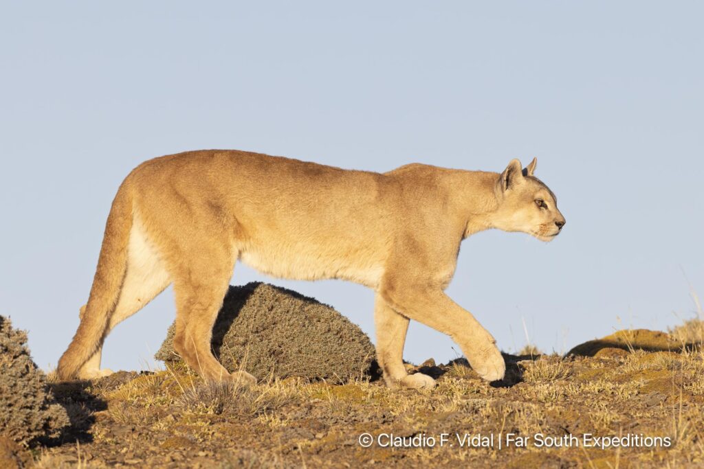 puma photography tours workshops patagonia