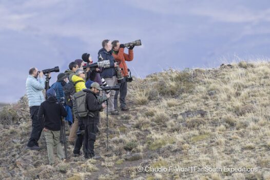 puma photography tours workshops patagonia