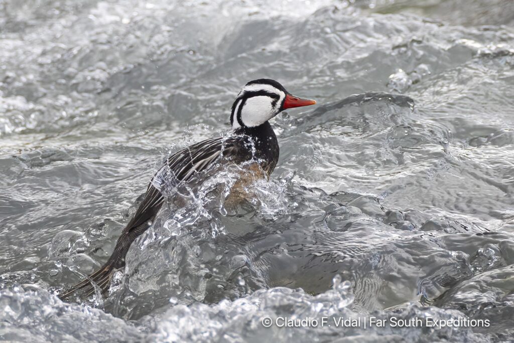 torrent duck, merganetta armata