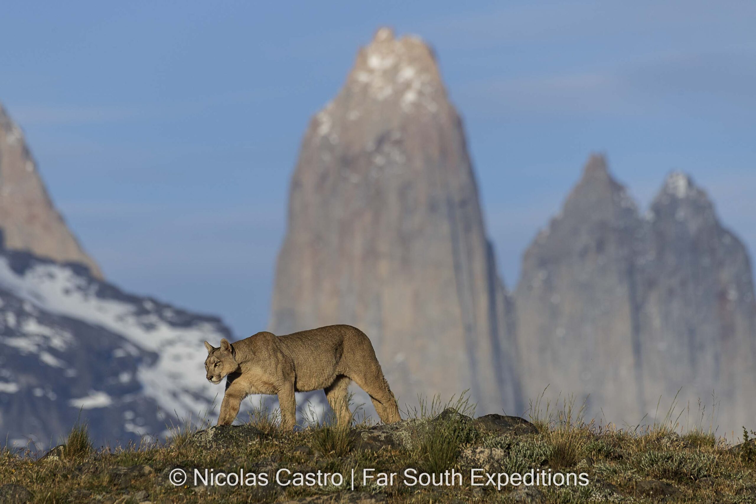 Puma, Torres del Paine