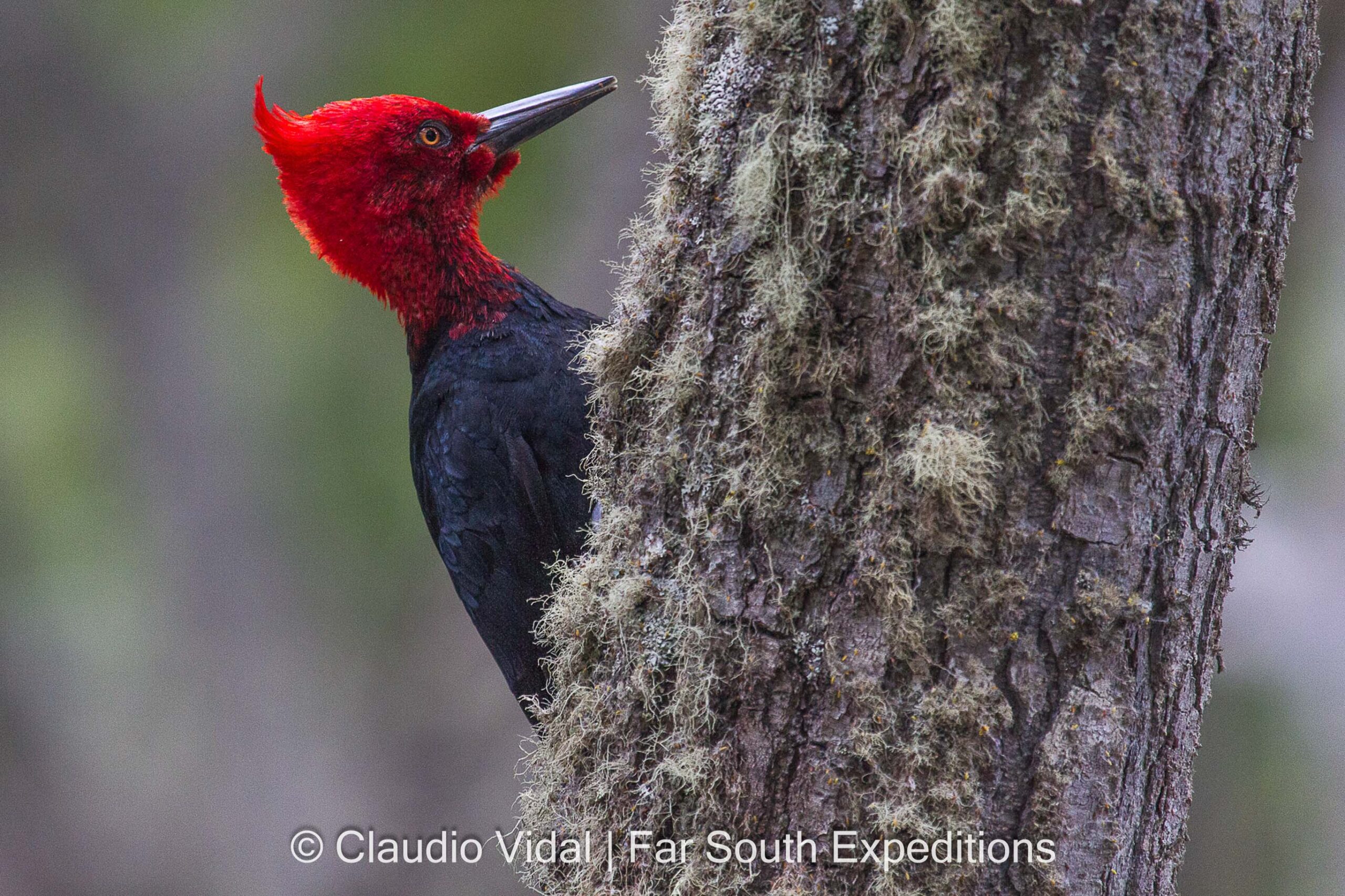 Magellanic Woodpecker (Campephilus magellanicus)