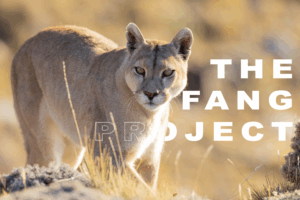 The Fang Project