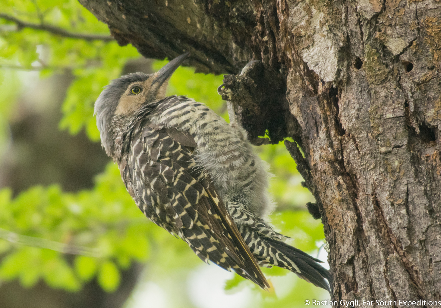 Chilean Flicker, Pitío (Colaptes pitius)