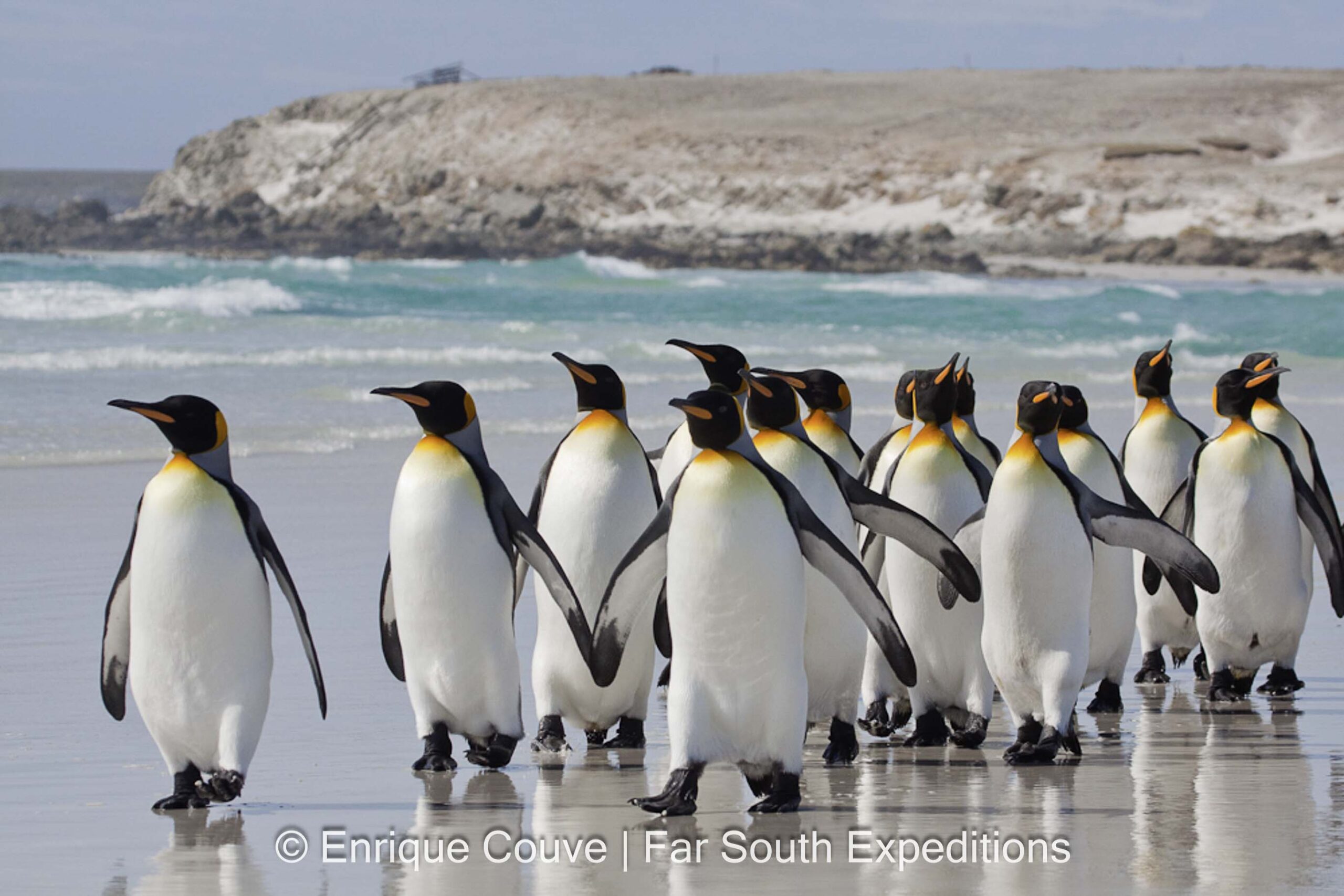 King Penguin, Falkland Islands