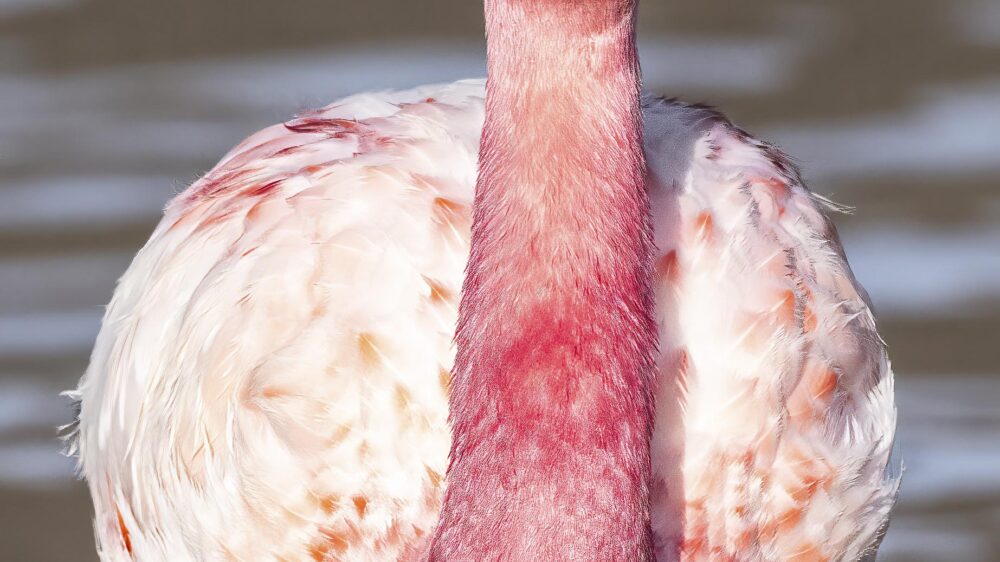 atacama desert wildlife explorer