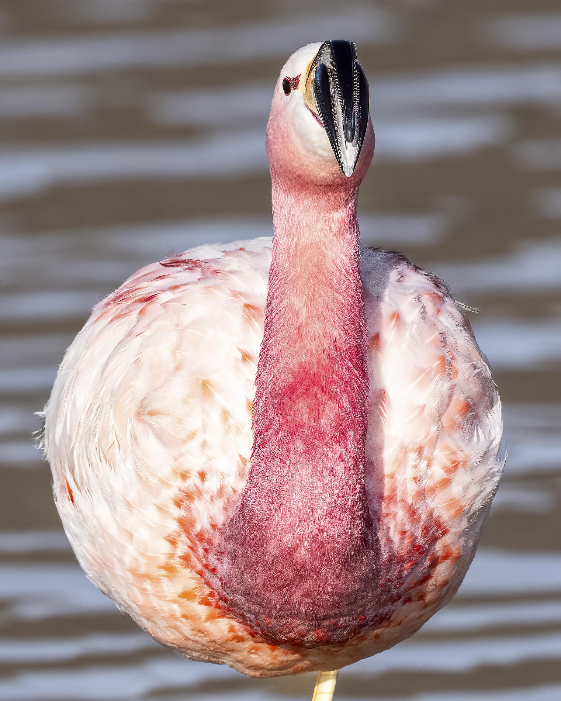 atacama desert wildlife explorer