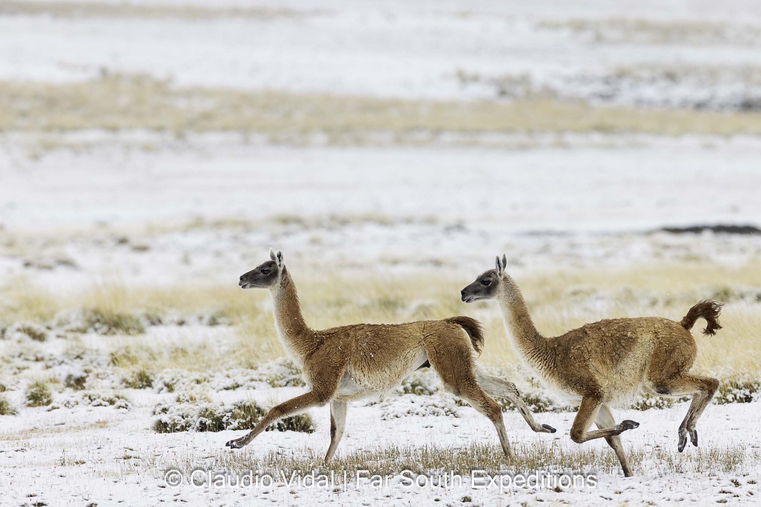 Guanaco, Sierra Baguales, Patagonia