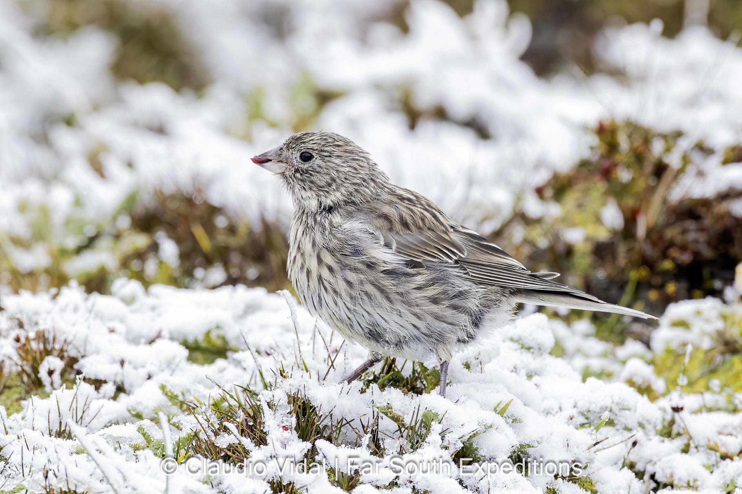 Sierra Baguales, Patagonia