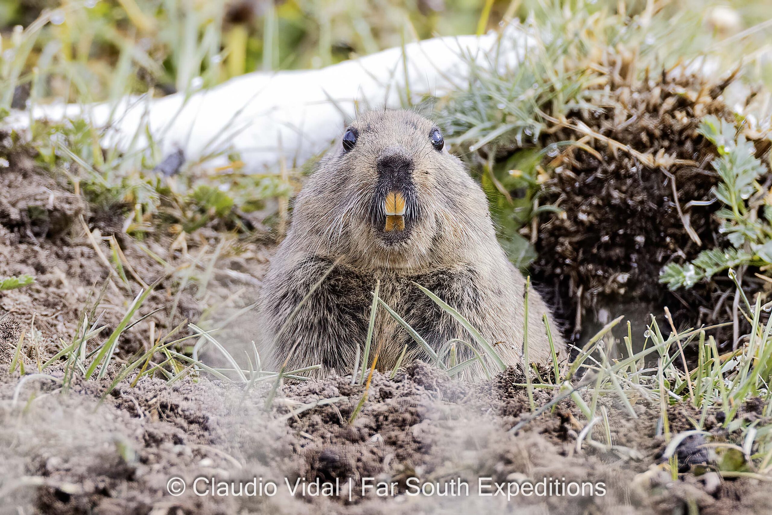 Magellanic Tuco Tuco, Sierra Baguales, Patagonia