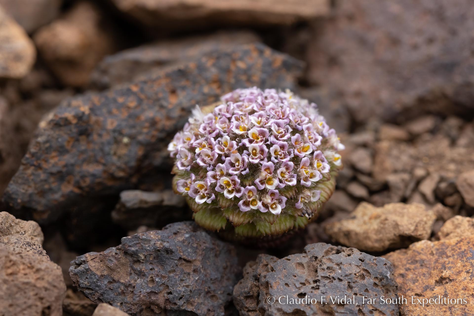 Sierra Baguales, Patagonia