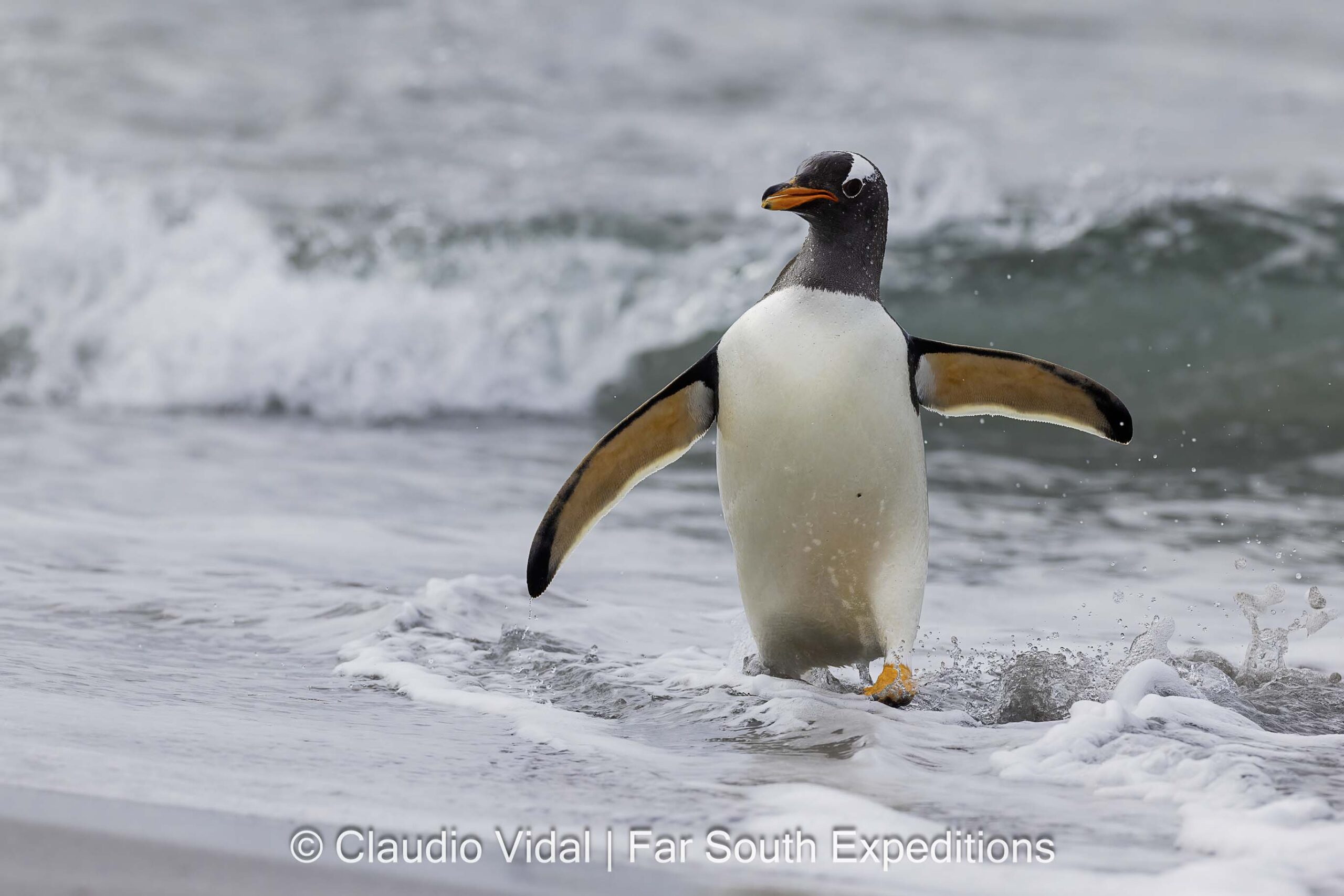 Gentoo Penguin, Falkland Islands