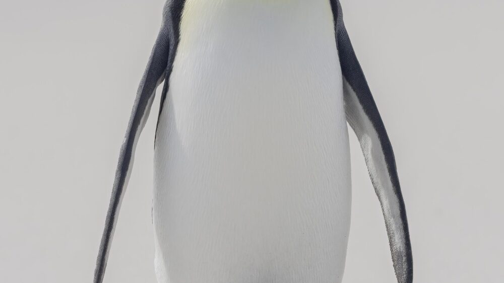 falklands wildlife explorer