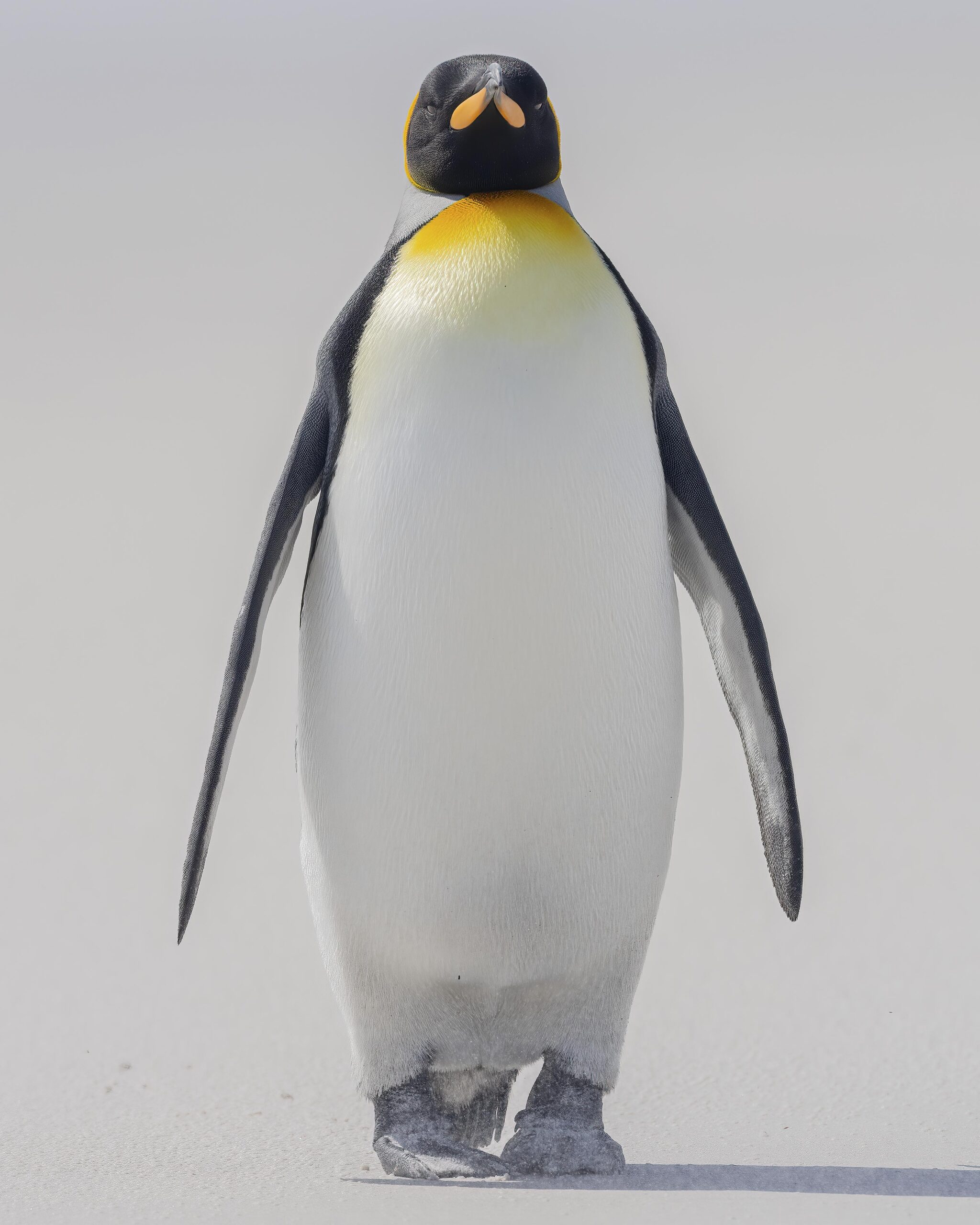 falklands wildlife explorer