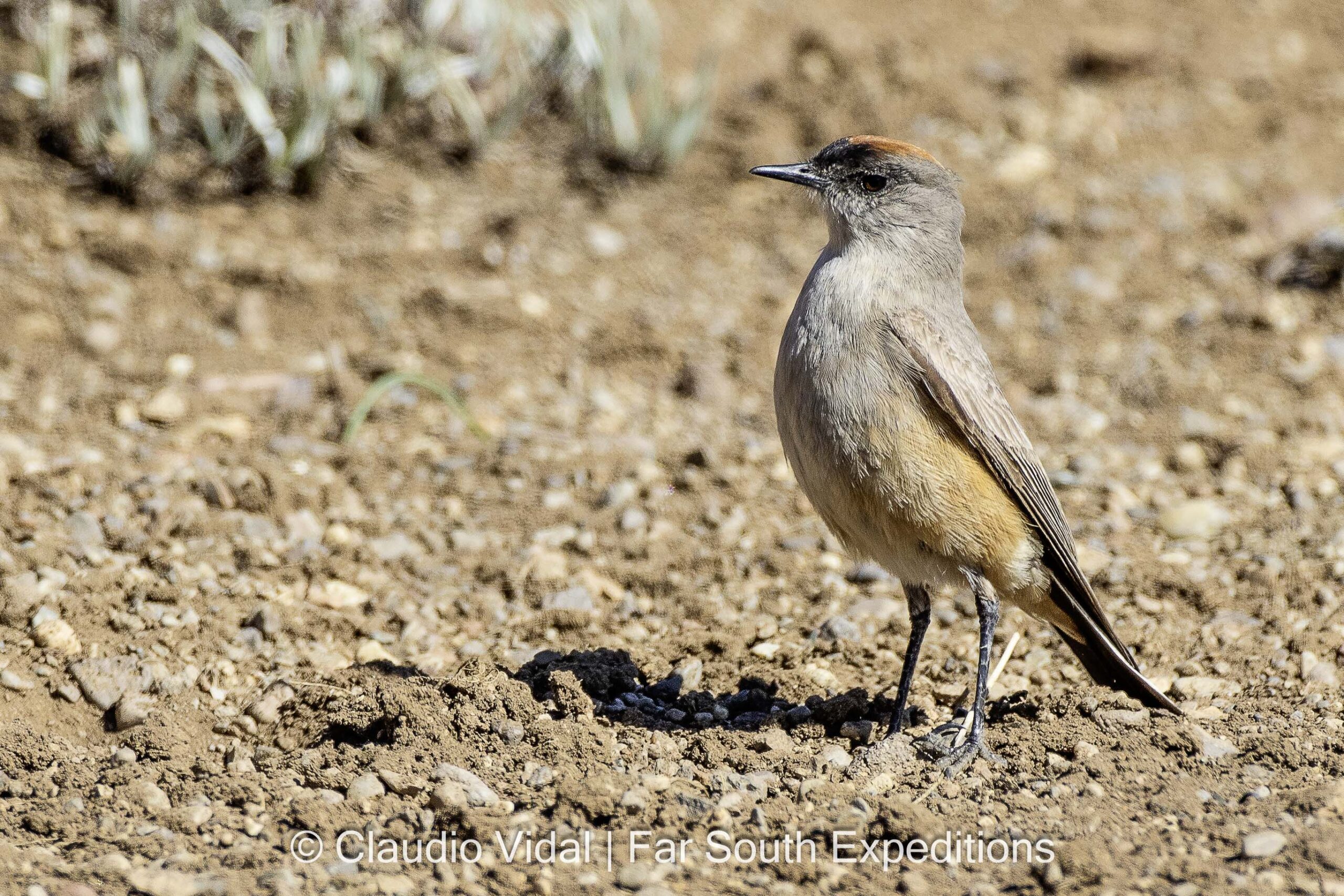 Cinnamon-bellied Ground-Tyrant, Sierra Baguales, Patagonia