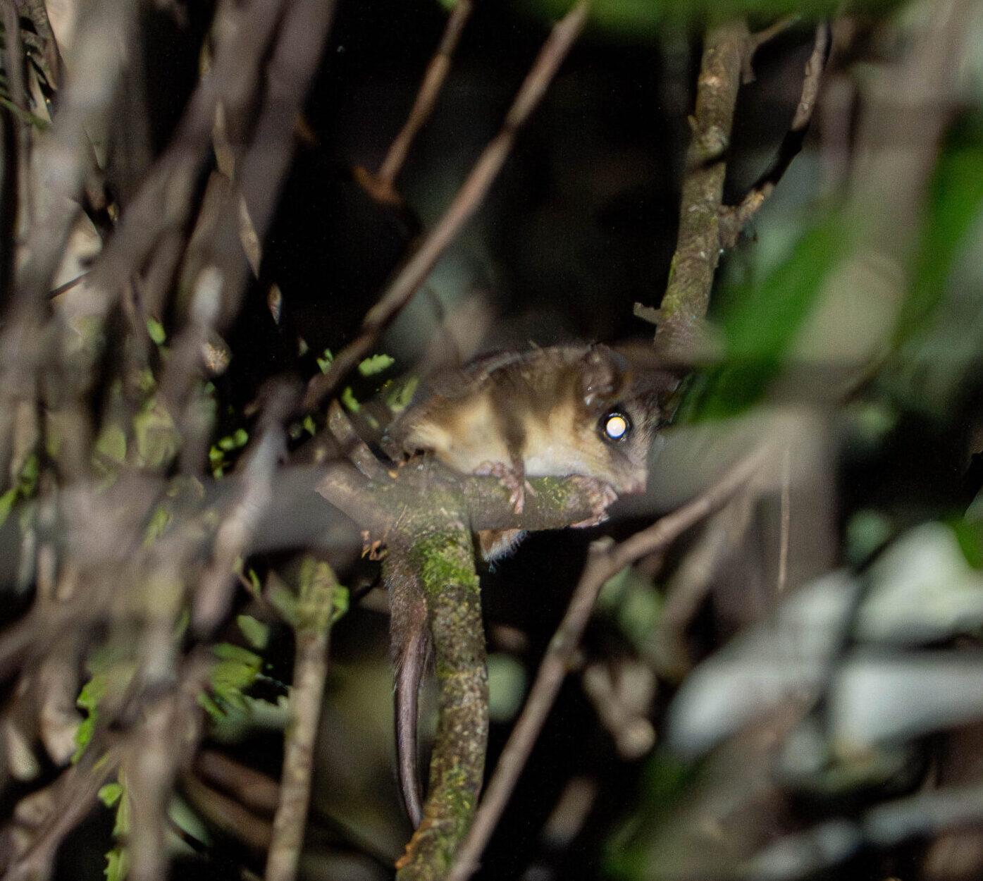 Monito del Monte (Dromiciops gliroides)
