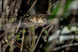 Monito del Monte (Dromiciops gliroides)