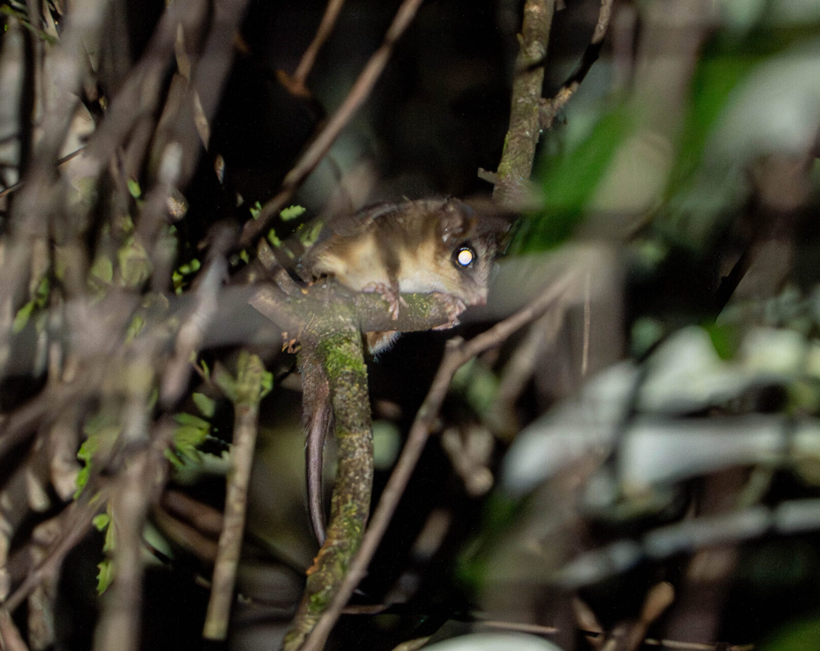 DSC07990-Enhanced-NR Monito del Monte (Dromiciops gliroides)