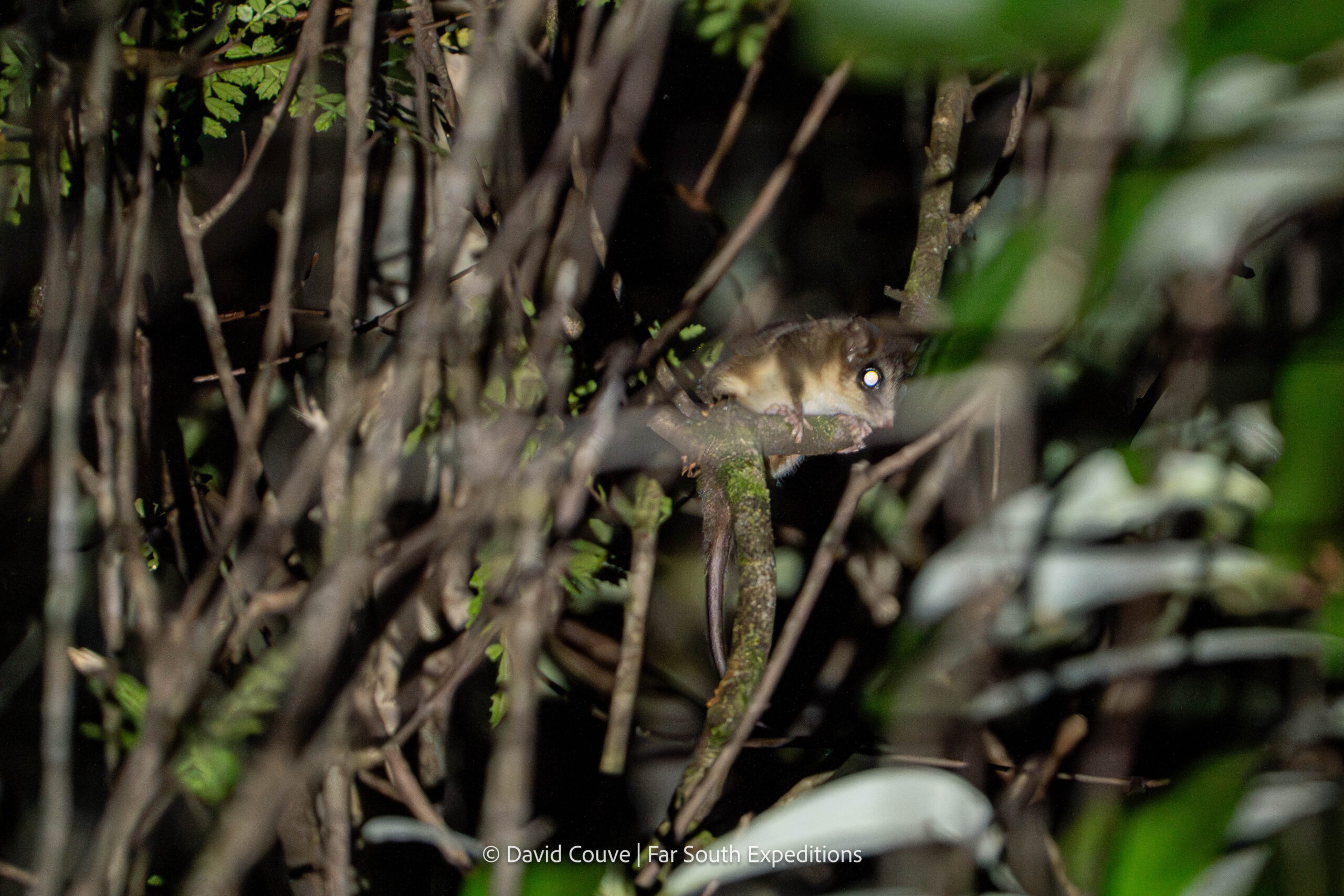 Monito del Monte (Dromiciops gliroides)