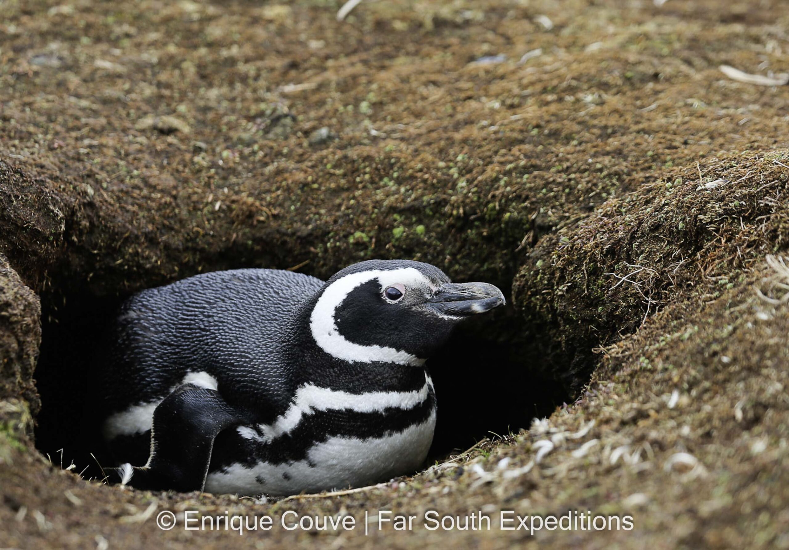 Magellanic Penguin, Falkland Islands