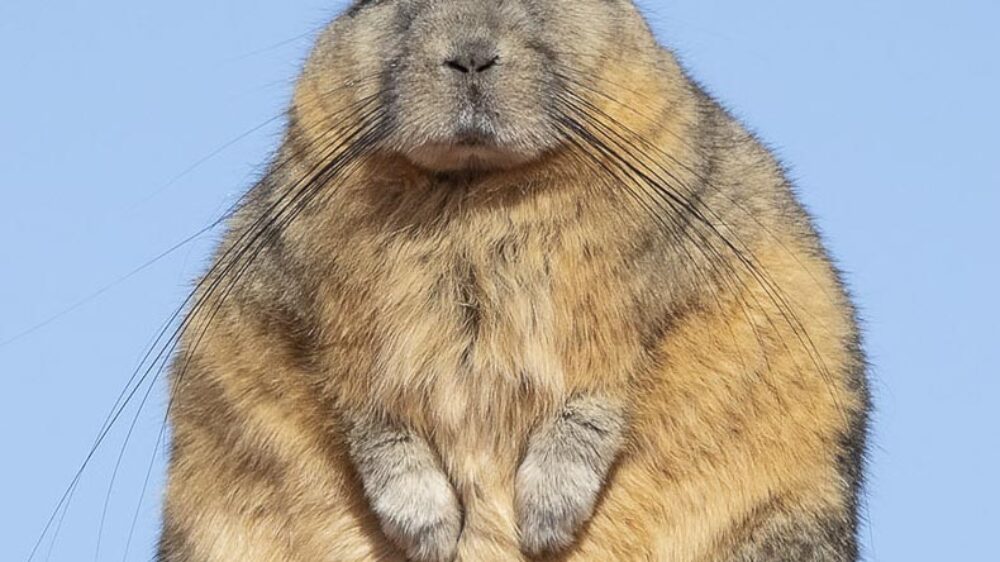 northern chile wildlife adventure