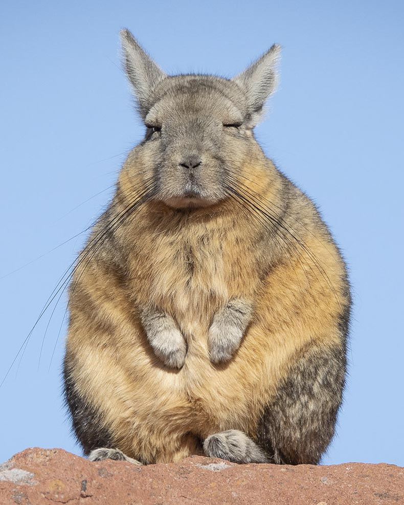 northern chile wildlife adventure