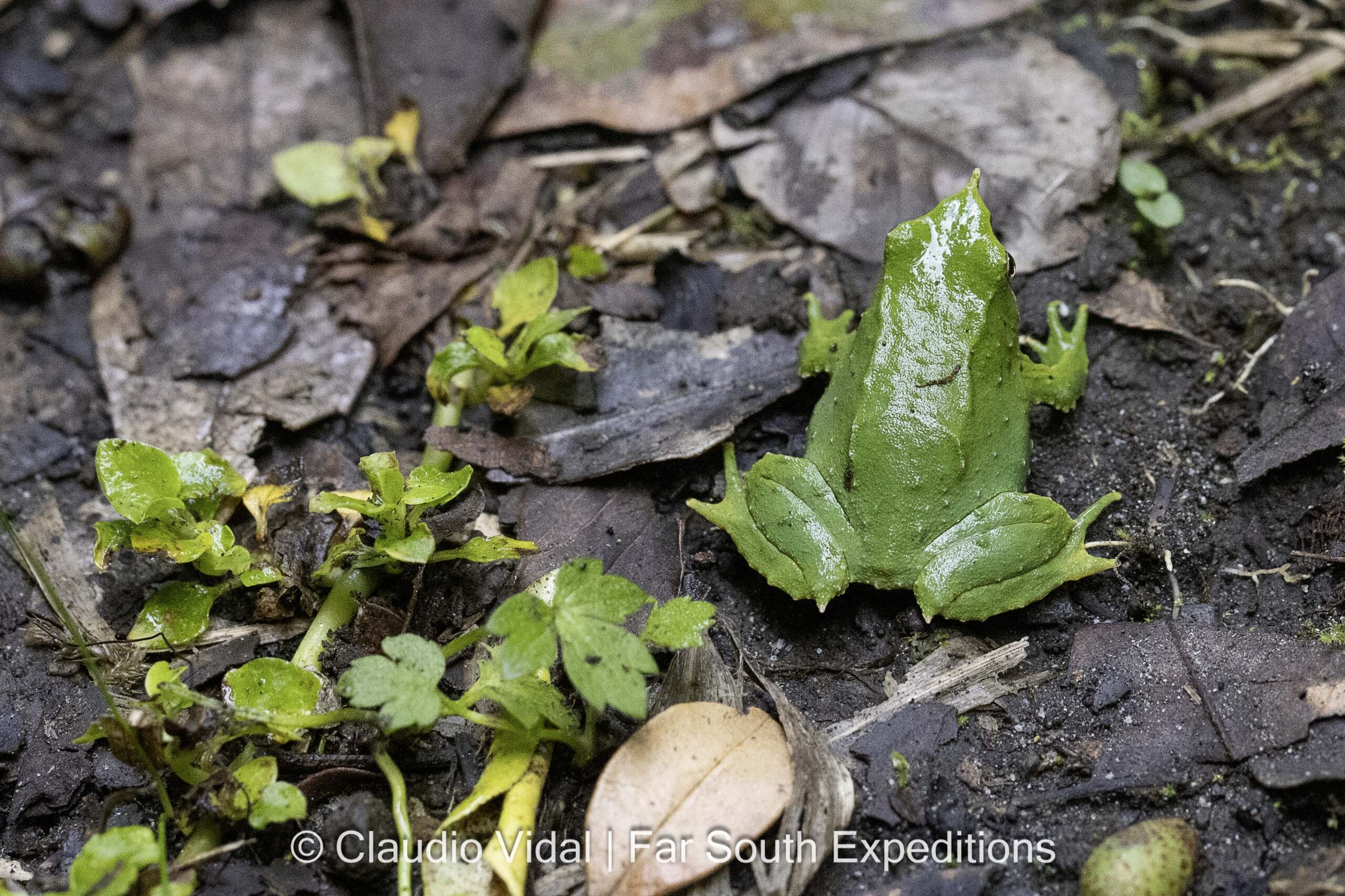 Darwin's Frog (Rhinoderma darwinii)