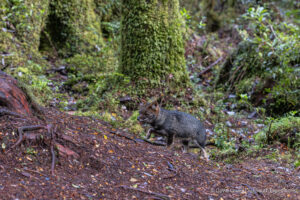 Darwin's Fox (Lycalopex fulvipes)