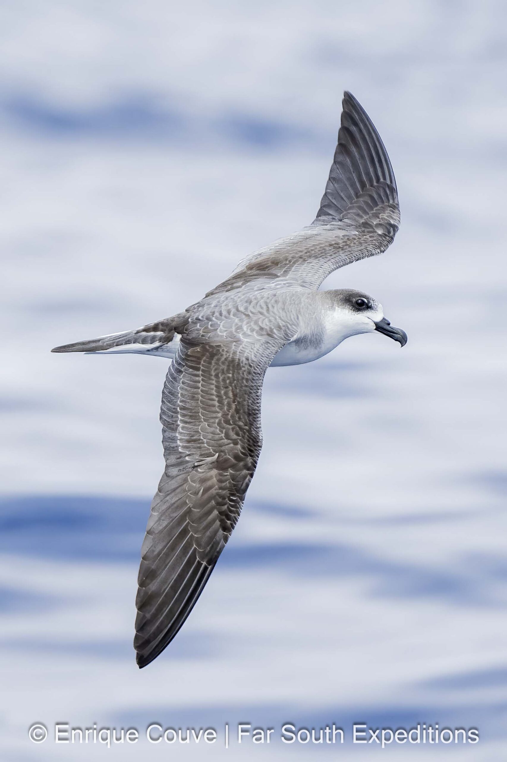 Juan Fernandez Petrel (Pterodroma externa)