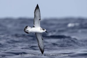 Juan Fernandez Petrel (Pterodroma externa)