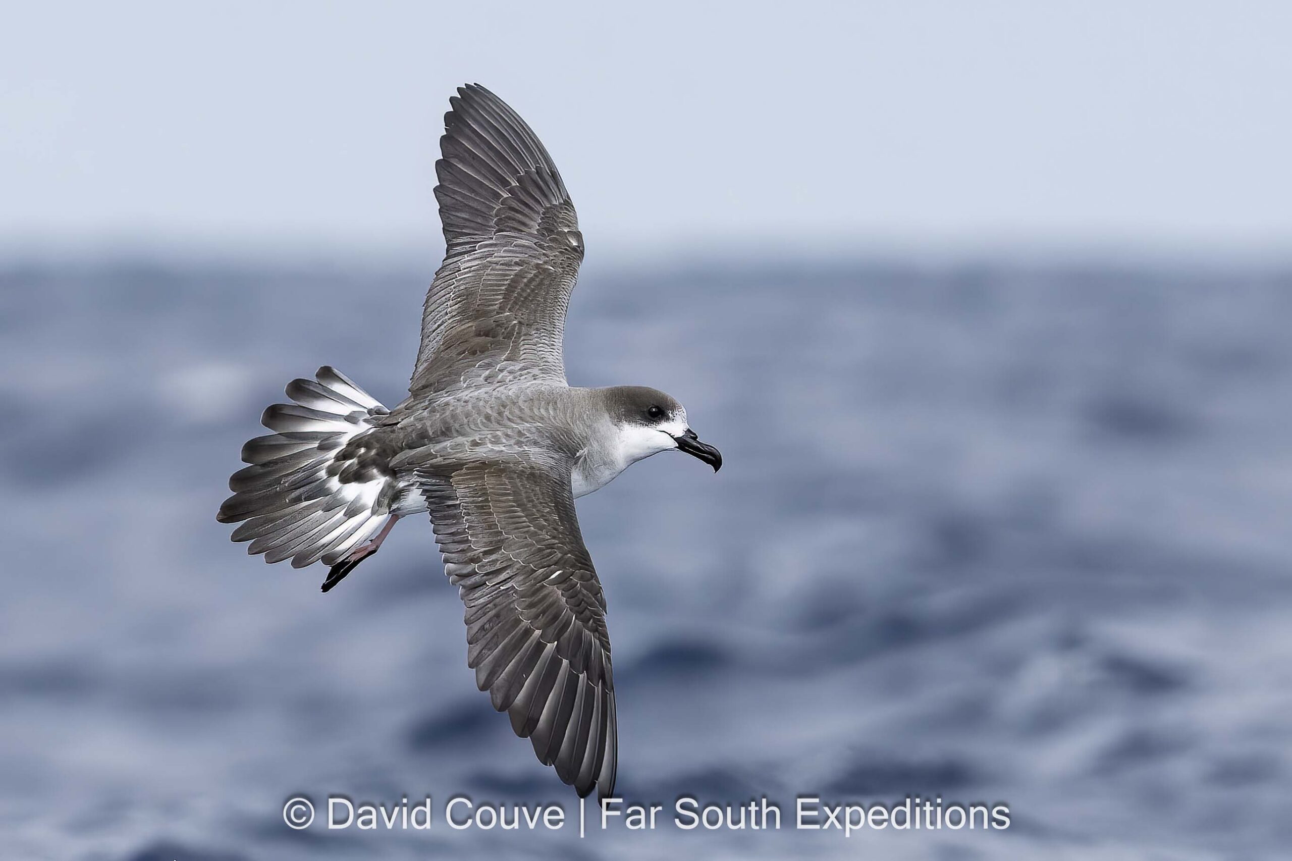 Juan Fernandez Petrel (Pterodroma externa)