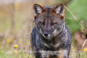 A Journey Through the Life of the Darwin’s Fox