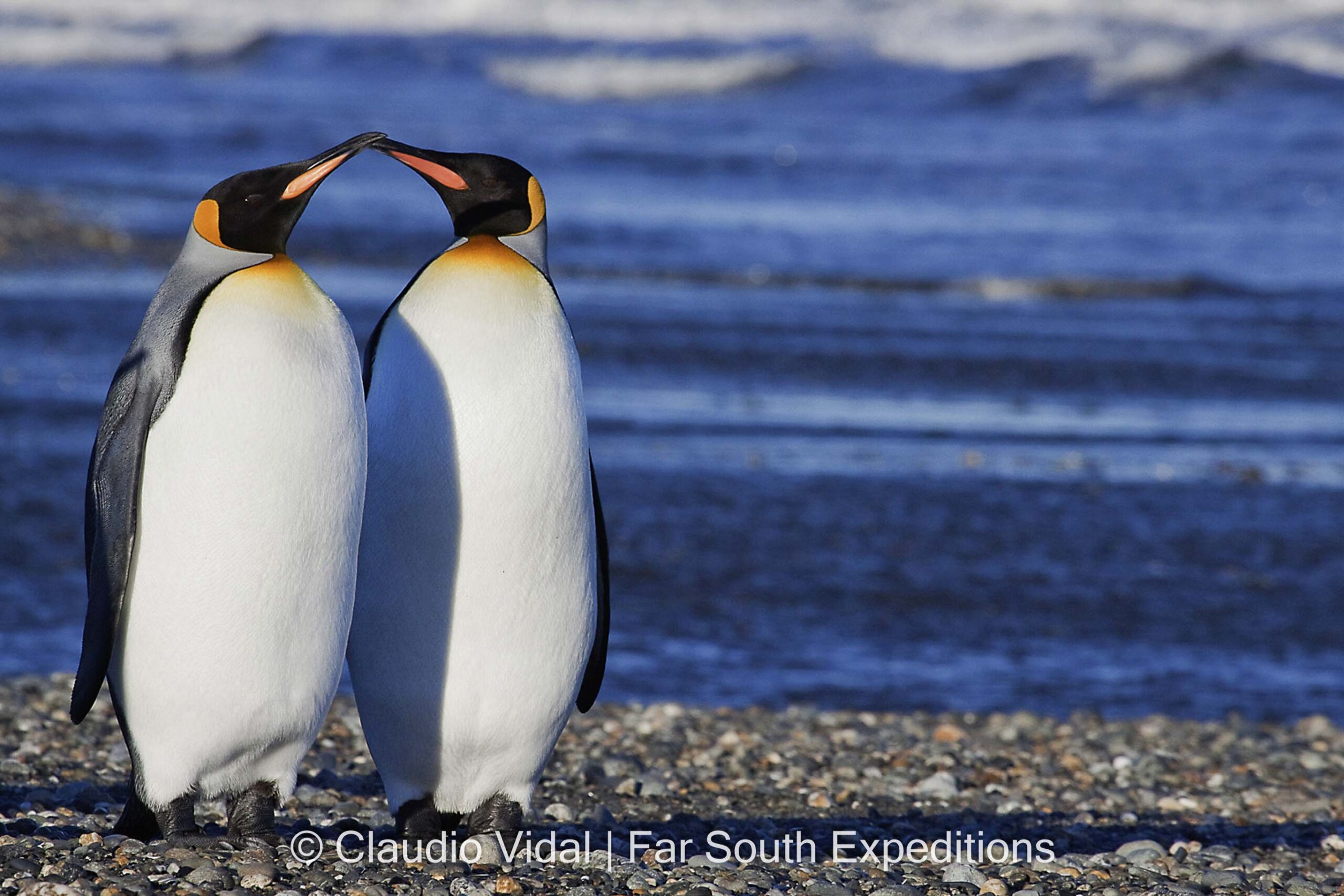 Pingüino Rey (Aptenodytes patagonicus)