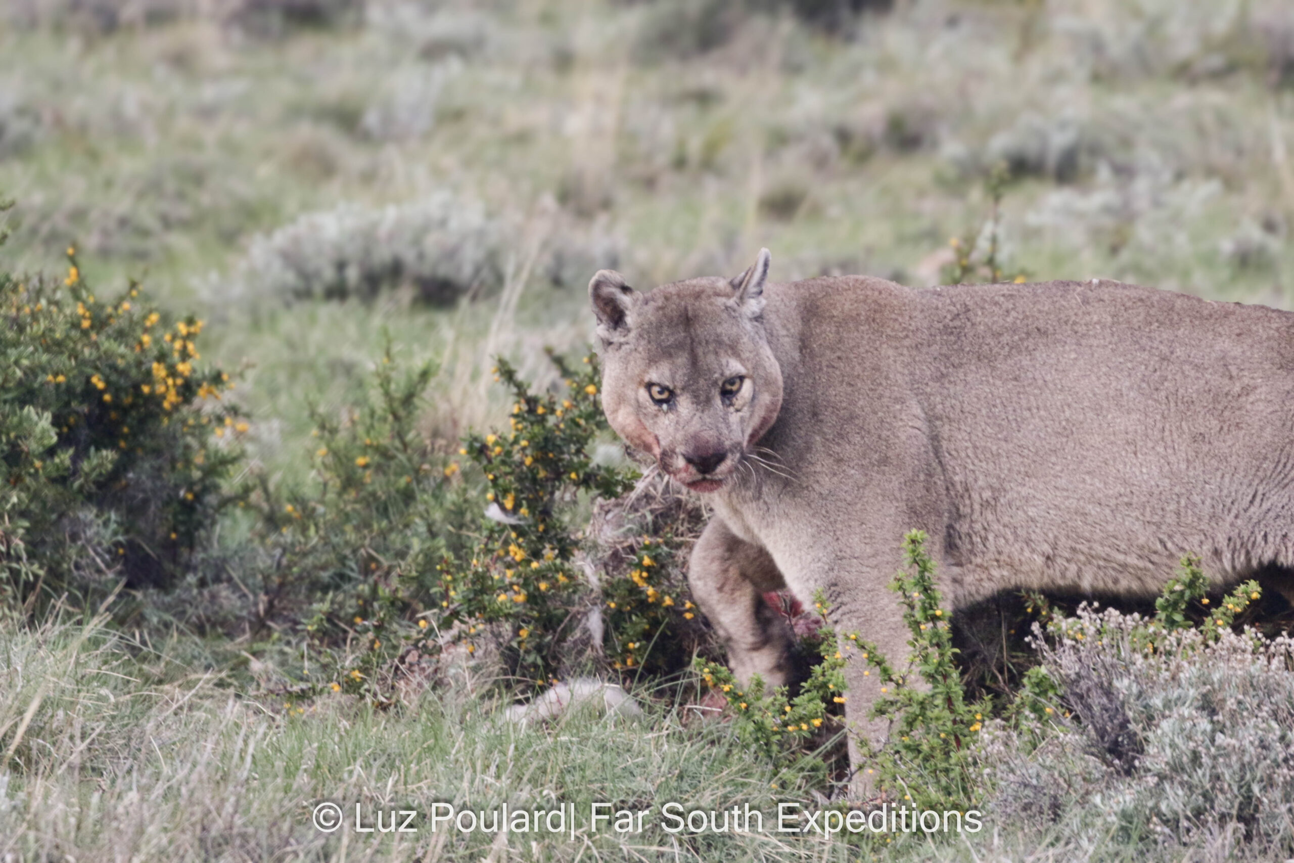 Puma (Puma concolor)