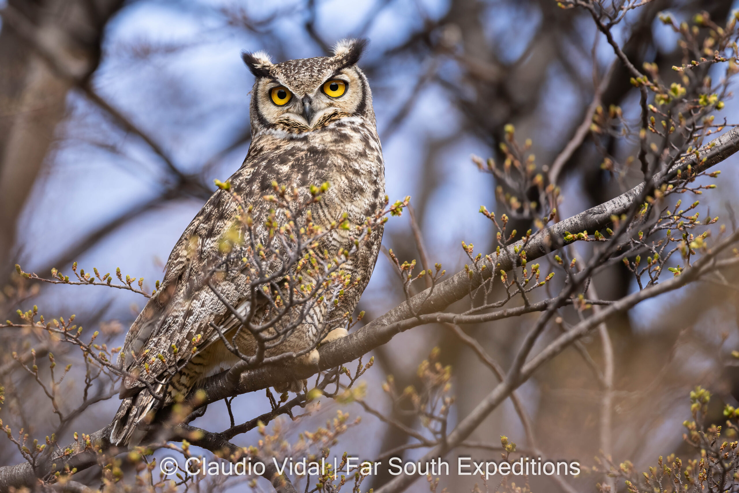 Magellanic Horned Owl, Bubo magellanicus
