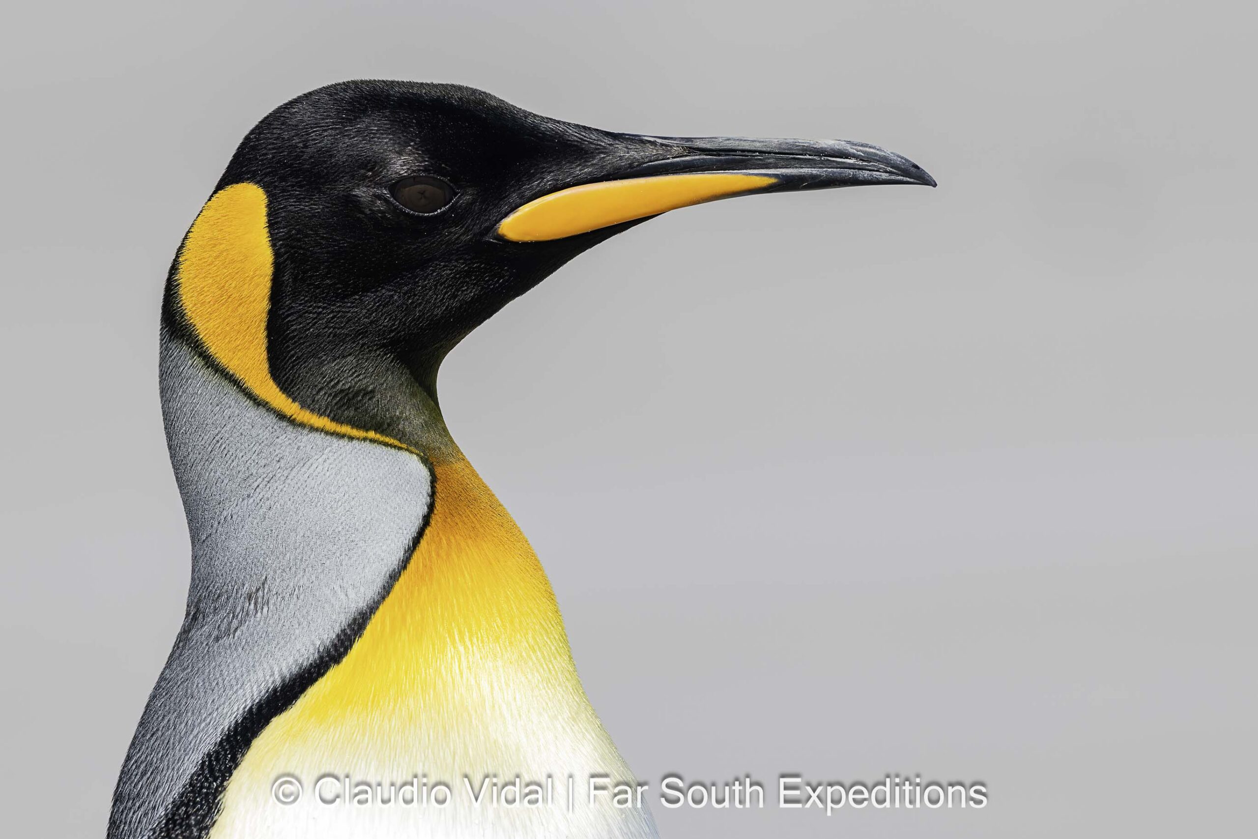 Pingüino Rey (Aptenodytes patagonicus)