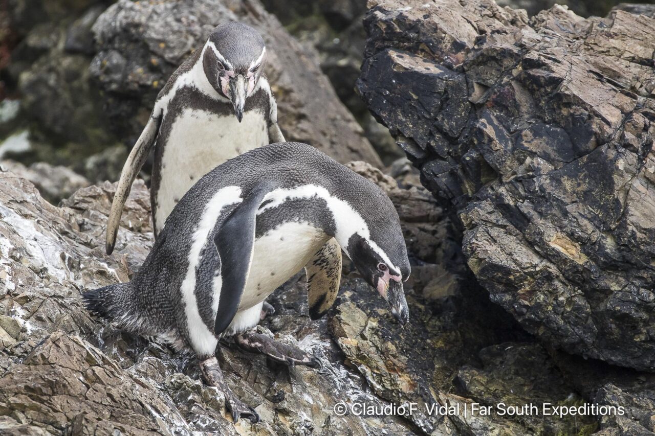 humboldt penguins, chile