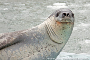 Leopard Seal (Hydrurga leptonyx)