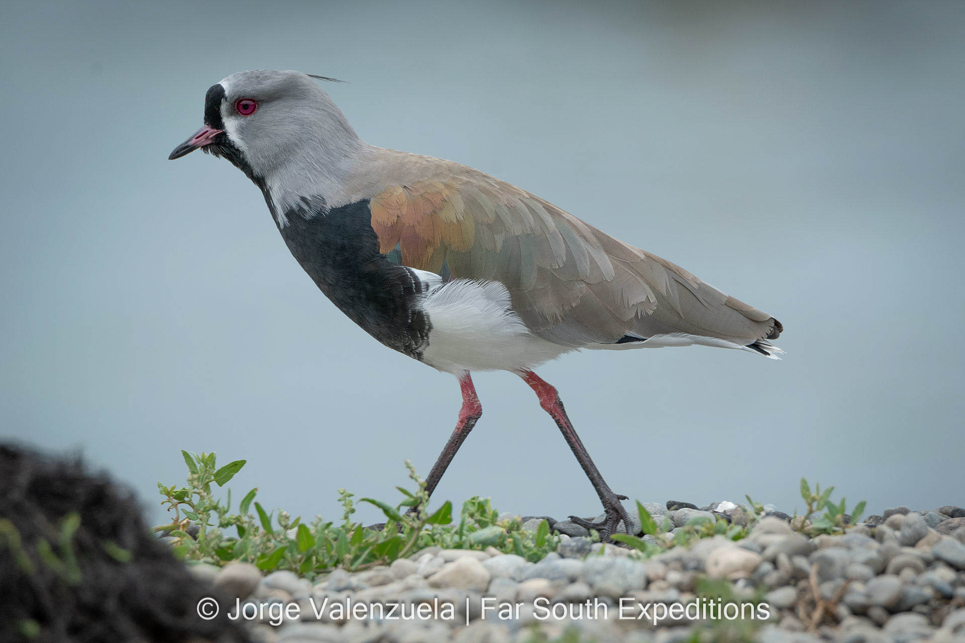 Southern Lapwing (Vanellus chilensis)