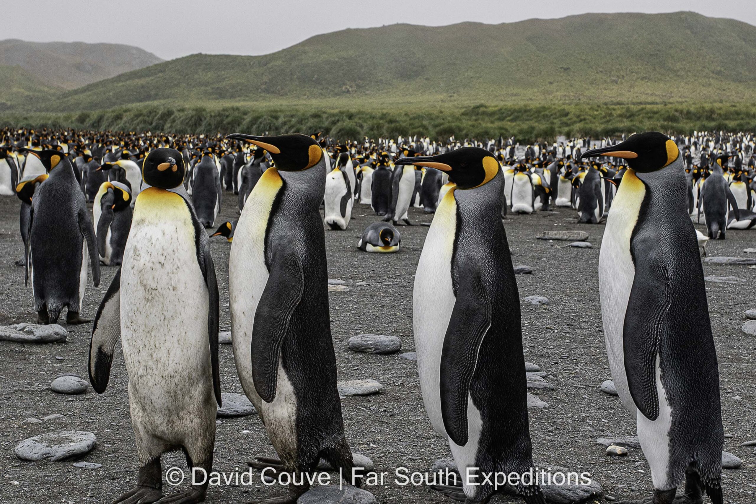 Pingüino Rey (Aptenodytes patagonicus)