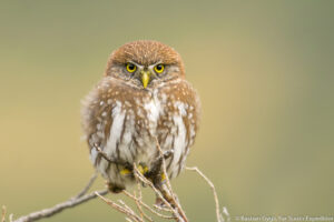 Austral Pygmy Owl, Glaucidium nanum