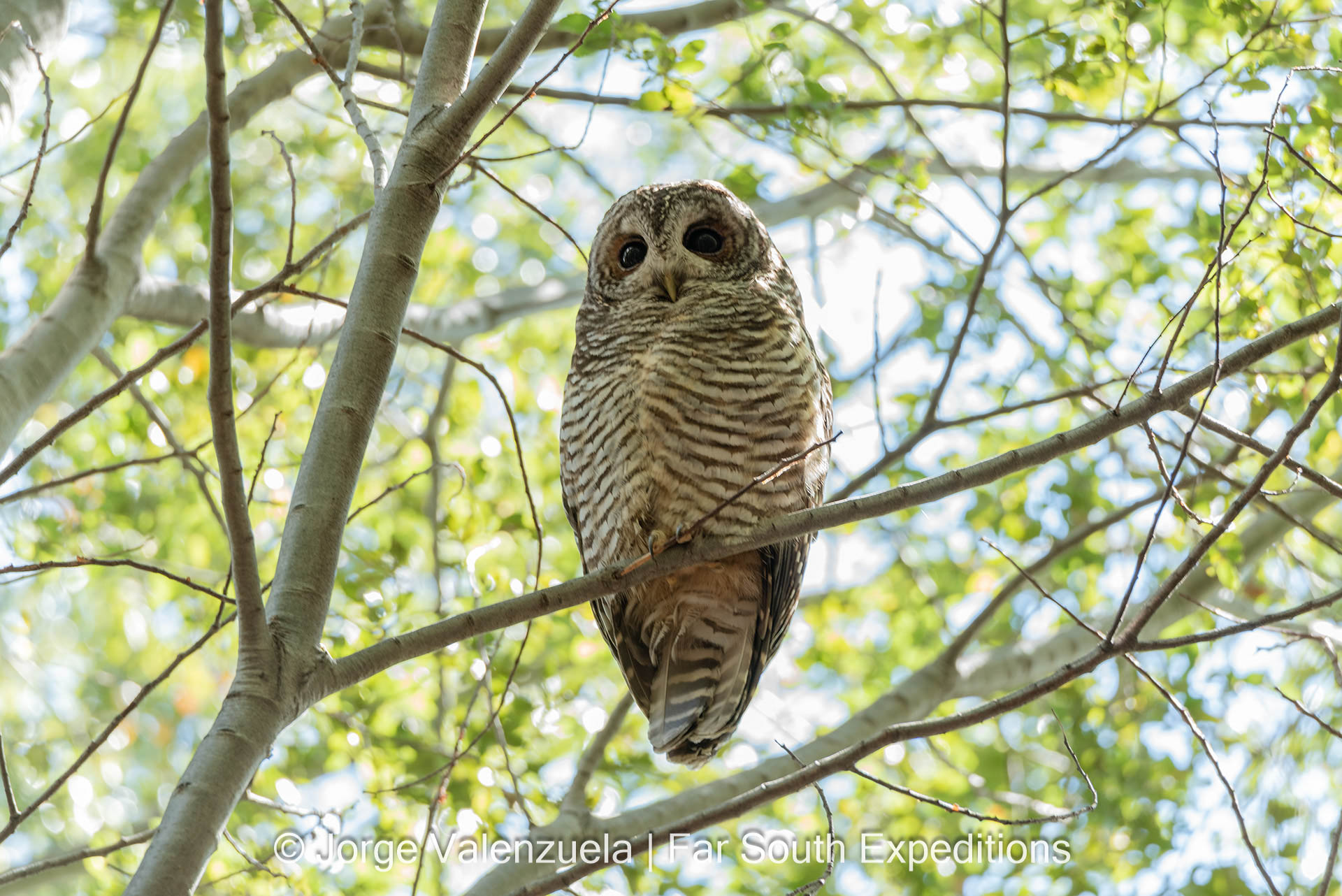 Rufous-legged-owl, Strix rufipes