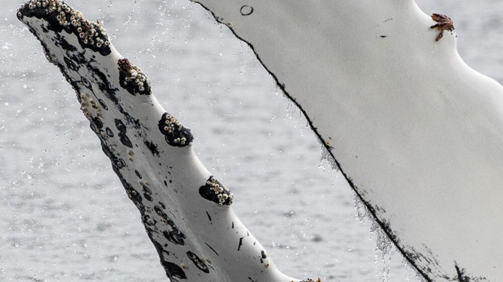 whales and seabirds of the magellan straits