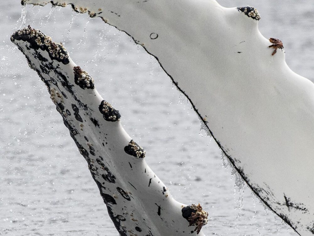 humpack-whale-far-south-expeditions