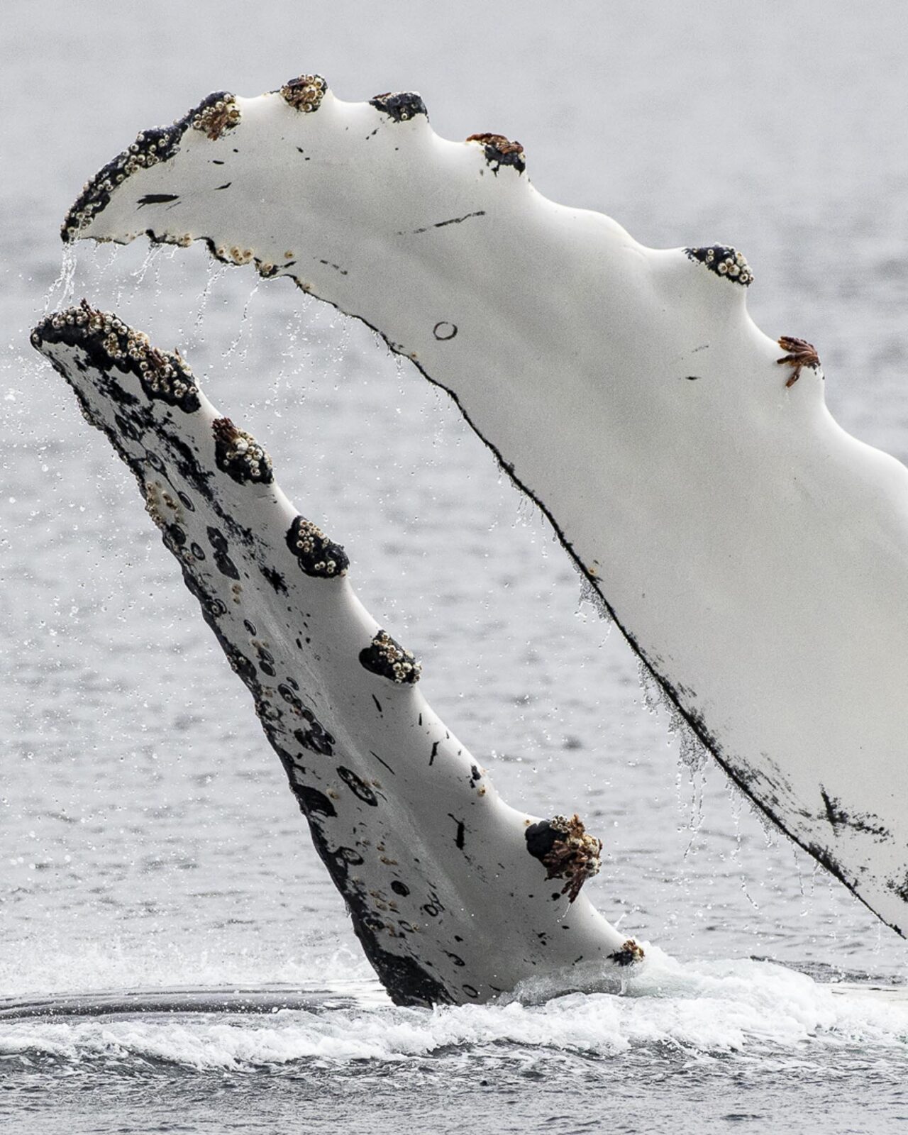 whales and seabirds of the magellan straits