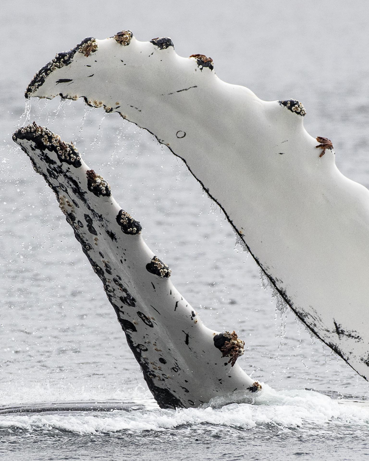 whales and seabirds of the magellan straits