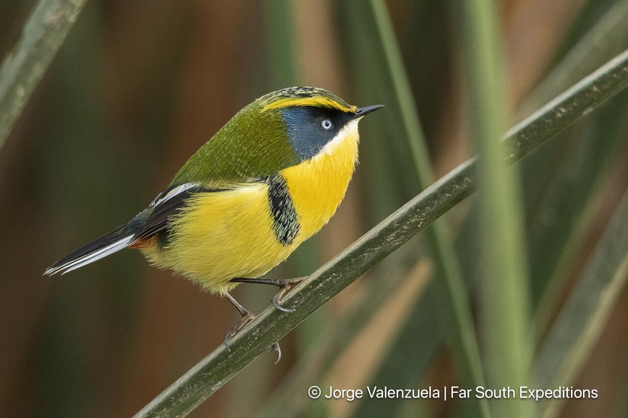 many-colored rush-tyrant