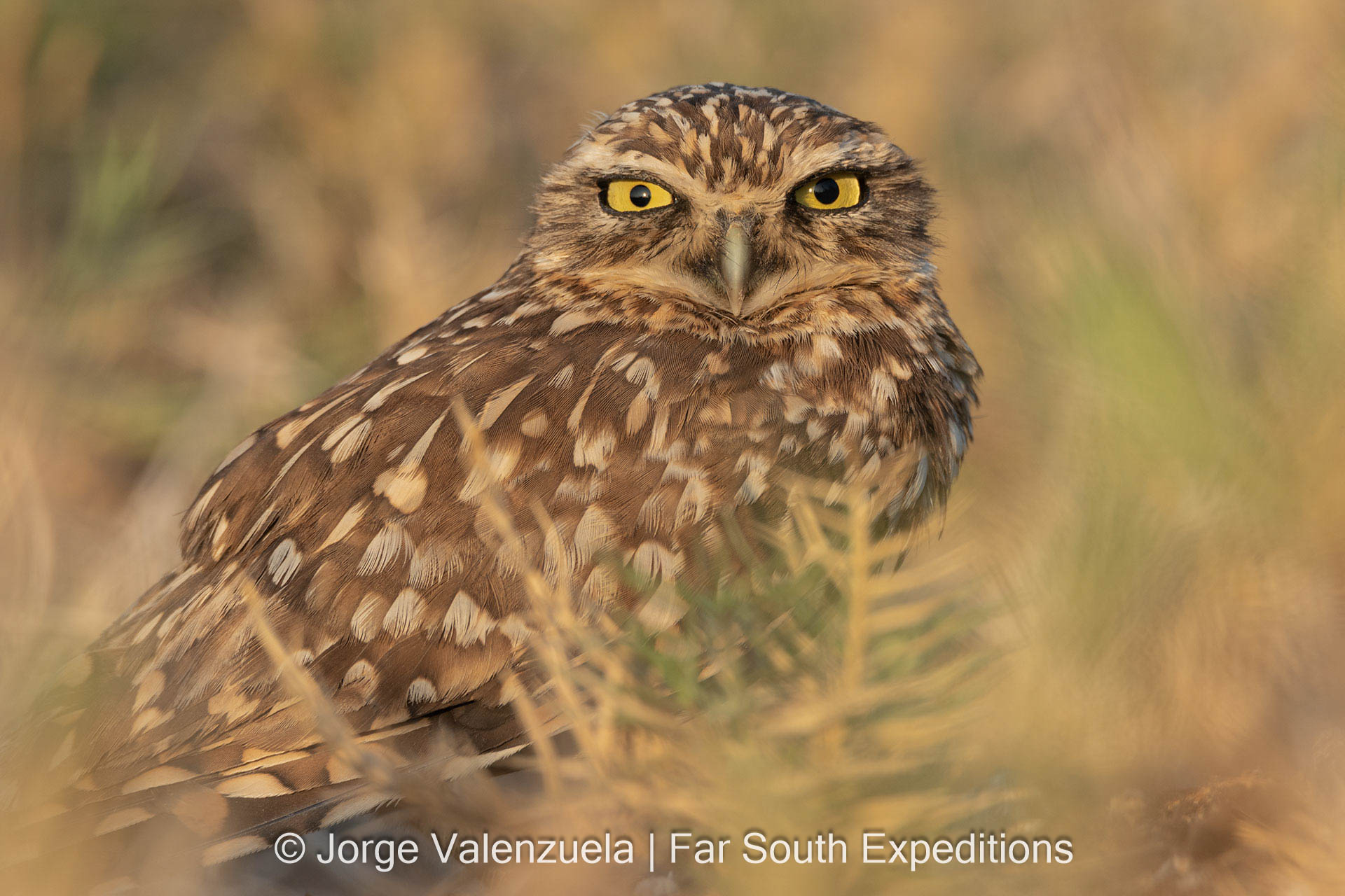 Burrowing Owl, Athene cunicularia
